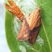 Adult with pupal exuviae • Dorset • © Peter Barnard