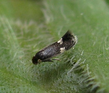 Adult &bull; The Camp, Gloucestershire &bull; &copy; Guy Meredith