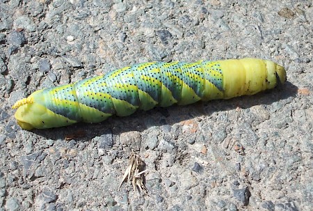 Death's-head Hawk-moth Acherontia atropos