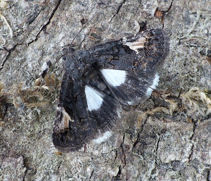 Adult &bull; Swanage, Dorset &bull; &copy; Steve Nash