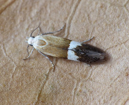 Syncopacma polychromella