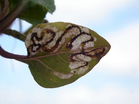 Trifurcula headleyella