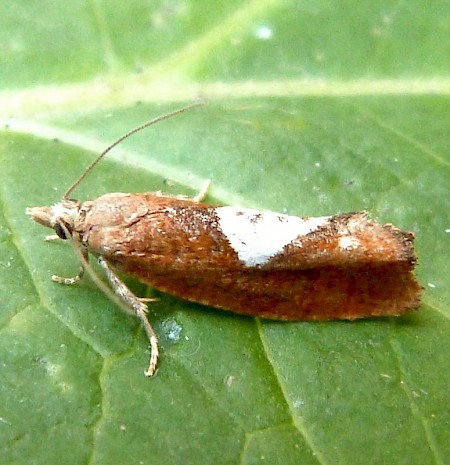 Epinotia solandriana