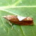 Adult, f. parmatana • Sapcote, Leicestershire • © Graham Calow