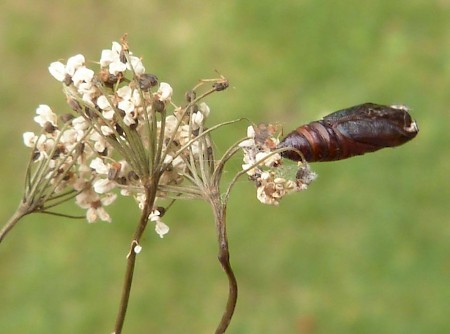 Depressaria pimpinellae