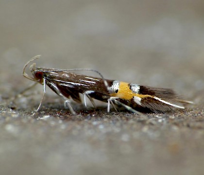 Adult &bull; Dorset &bull; &copy; Paul Harris