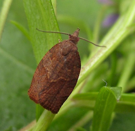 Dark Fruit-tree Tortrix Pandemis heparana