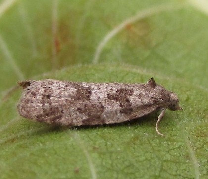 Adult &bull; East Ross, Scotland &bull; &copy; Nigel Richards