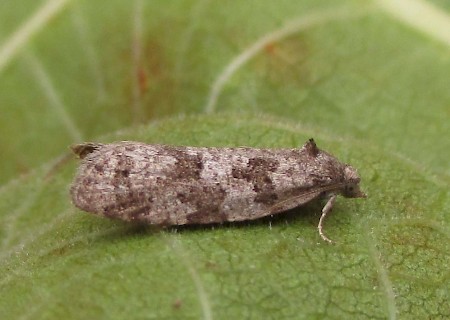 Flax Tortrix Cnephasia asseclana