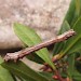 Larva - brown form • East Ross, Scotland • © Nigel Richards