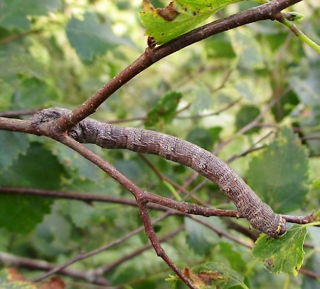 Brindled Beauty Lycia hirtaria