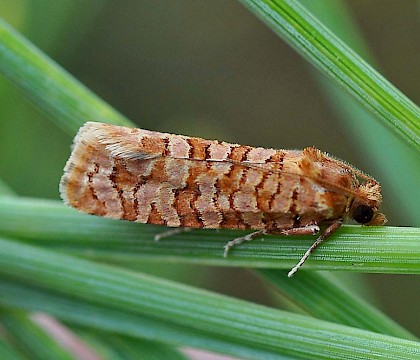 Adult &bull; &copy; Richard Kinzler