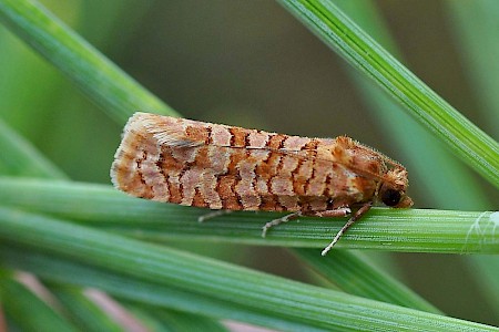 Lozotaeniodes formosana