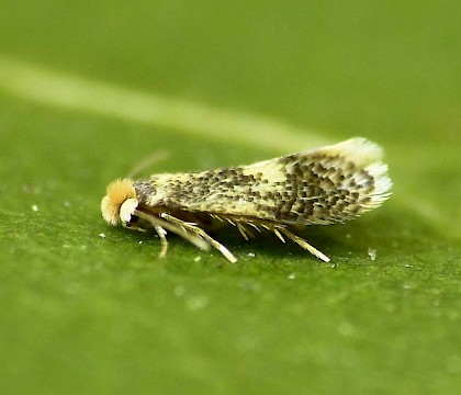 Adult &bull; Locksbrook Cemetery, Bath &bull; &copy; Paul Wilkins