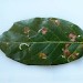 Leafmines in Quercus ilex • Locksbrook Cemetery, Bath • © Paul Wilkins