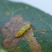 Larva • Locksbrook Cemetery, Bath • © Paul Wilkins