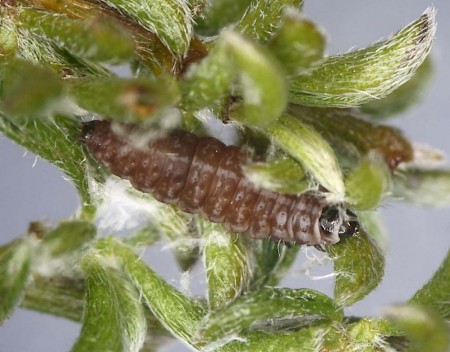 Syncopacma suecicella