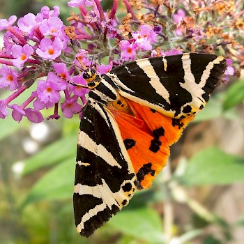 Jersey Tiger Euplagia quadripunctaria