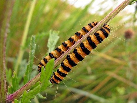 The Cinnabar Tyria jacobaeae