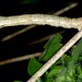 Larva, on Ononis repens • South Aberdeenshire, Scotland • © Paul Brooks