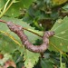 Larva, brown form • East Ross, Scotland • © Nigel Richards