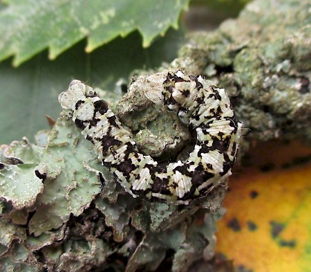 Scalloped Hazel Odontopera bidentata