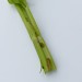 Larva • On organic celery, Swindon • © Steve Nash