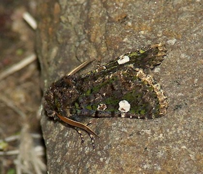 Adult &bull; The Small Quarry, Mátrafüred, Hungary &bull; &copy; Colin Penny