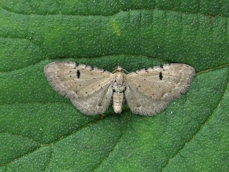 Bleached Pug Eupithecia expallidata