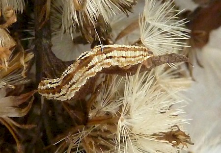 Bleached Pug Eupithecia expallidata