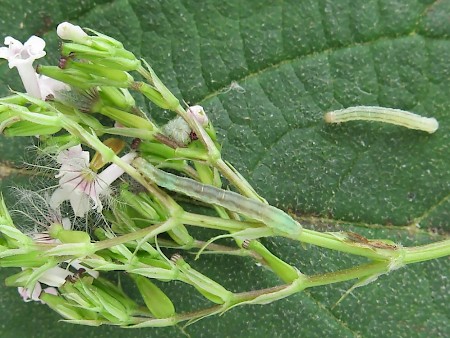 Valerian Pug Eupithecia valerianata