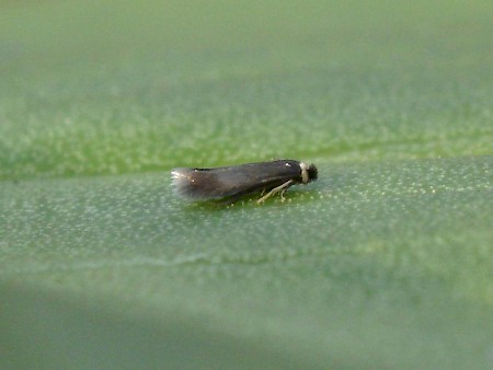 Stigmella tiliae