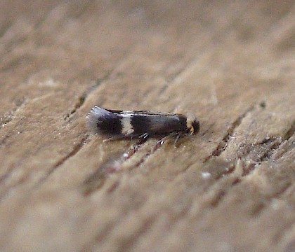 Adult &bull; Reared from mine, South Devon &bull; &copy; Phil Barden