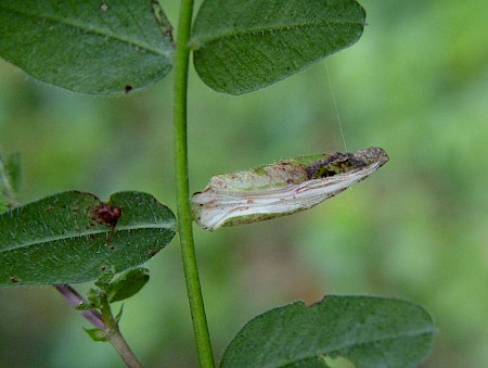 Phyllonorycter nigrescentella