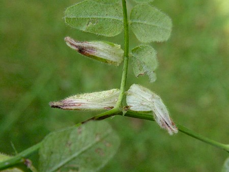 Phyllonorycter nigrescentella