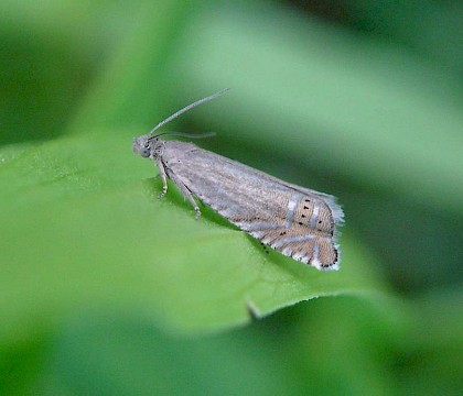Adult &bull; Isle of Wight, Hants &bull; &copy; Phil Barden