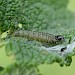 Larva on Teucrium scorodonia • South Devon • © Phil Barden