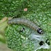 Larva on Teucrium scorodonia • South Devon • © Phil Barden