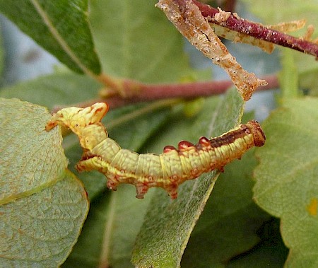 Iron Prominent Notodonta dromedarius