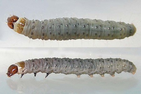 Epinotia solandriana