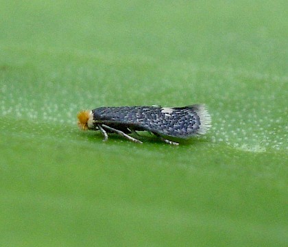 Adult &bull; Reared from mine, Gloucestershire &bull; &copy; Phil Barden