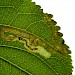 Vacated mine in Rhamnus catharticus • Gloucestershire • © Phil Barden