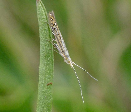 Adult &bull; Yarmouth, Isle of Wight &bull; &copy; Phil Barden