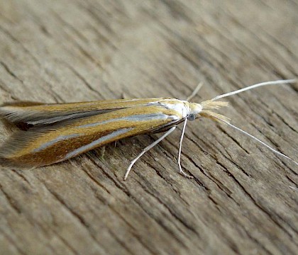 Adult &bull; Isle of Wight &bull; &copy; Phil Barden