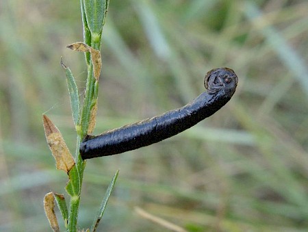 Coleophora vibicella