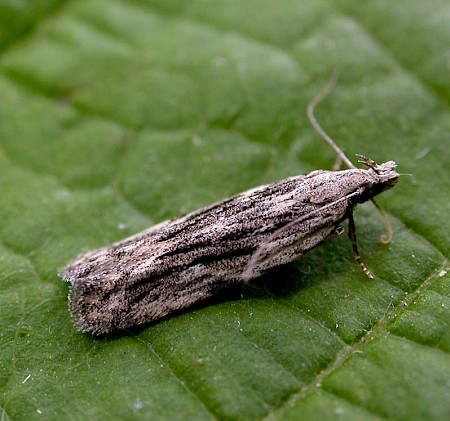 Anarsia innoxiella