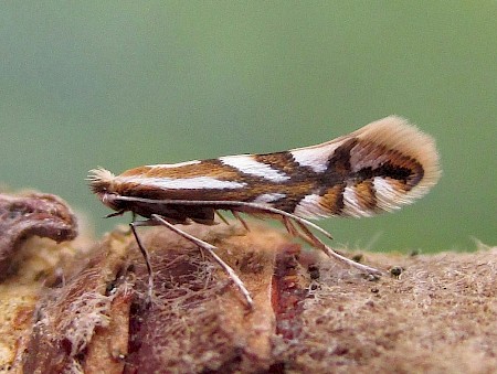 Phyllonorycter blancardella