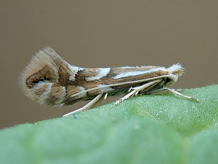 Phyllonorycter cavella