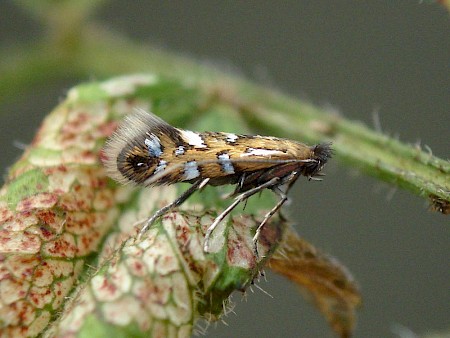 Phyllonorycter nigrescentella