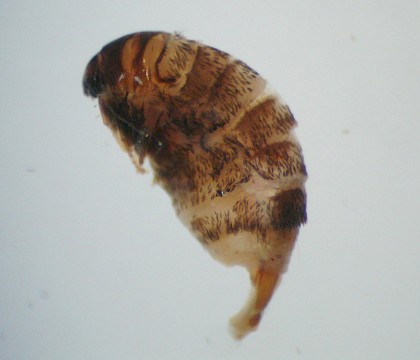 Adult female &bull; Hampshire &bull; &copy; Phil Barden